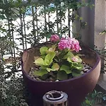 Appartement Kate-mari House Skala (Kefalonia)